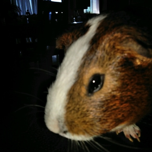 Meet your Posher, Trinidad - Picture 1 of 1